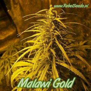 Malawi Gold, regulier. Malawi Gold, regulier.
